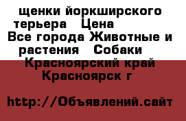 щенки йоркширского терьера › Цена ­ 20 000 - Все города Животные и растения » Собаки   . Красноярский край,Красноярск г.